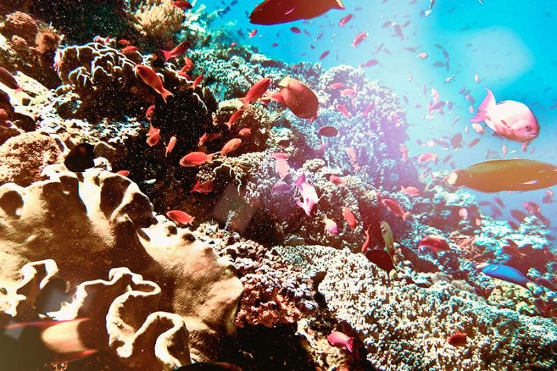 Дайвинг в Хургаде на весь день 2026 – фото 4