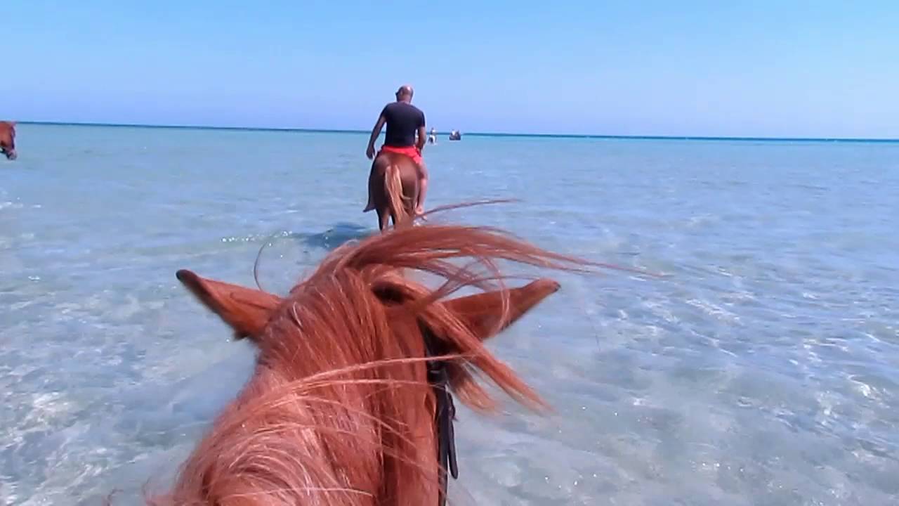 Катание на лошадях в Хургаде 2026 – фото 1