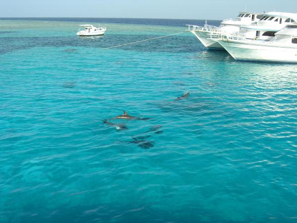 Остров Утопия Хургада – экскурсия 2026 – фото 1