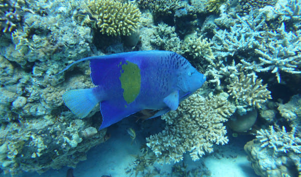 Шарм-Эль-Нага из Хургады 2026 – фото 5